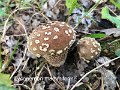 Lycoperdon mammiforme-amf1922